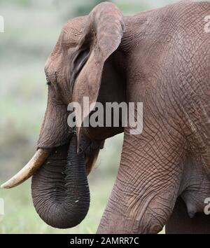 Una femmina elefante africano (Loxodonta africana), solleva la vegetazione verde nel suo tronco e la trasferisce alla sua bocca. Parco Nazionale Di Tarangire, Tanzania Foto Stock