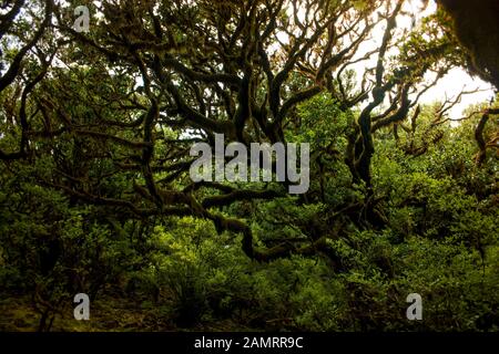 Albero di alloro ramificati molto vecchio coperto di muschio e licheni in luce soffusa nel mezzo della foresta di Laurel UNESCO a Madeira, Portogallo Foto Stock