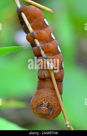 Pandorus Sphinx Moth Caterpillar Foto Stock