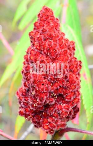 La Staghorn Sumac frutta rossa, Foto Stock