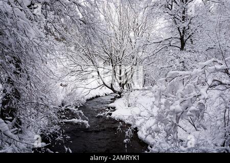 Un ruscello di montagna scorre attraverso la foresta di canyon innevati in inverno. Foto Stock