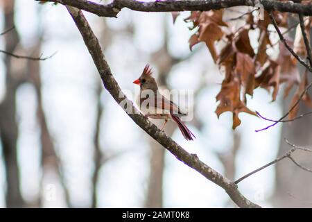 Il Cardinale femmina seduto su un ramo di albero. Foto Stock