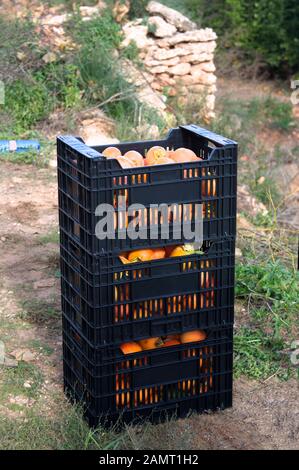 Cassette di frutta impilate nel campo il giorno della raccolta da raccoglitori. Persimmons in scatole Foto Stock