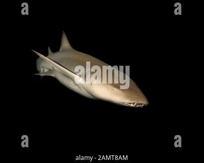 Primo piano di un infermiere Shark nuotare in oceano di notte, Maldive Foto Stock