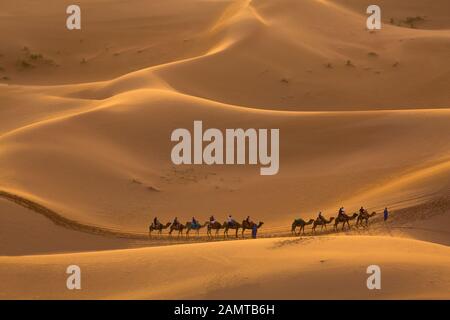 Processione del cammello nel deserto di Merzouga, Marocco Foto Stock