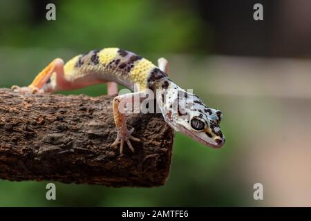 Ritratto di un gecko leopardo bambino, Indonesia Foto Stock