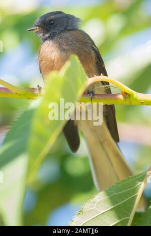 Nuova Zelanda Fantail, South Island Foto Stock