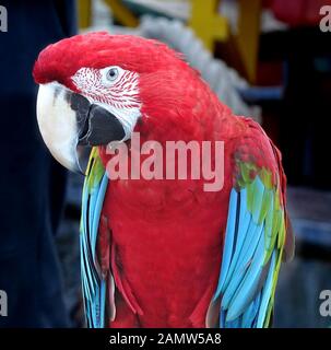 Primo piano di pappagallo scarlatto macaw con il suo caratteristico becco grande Foto Stock