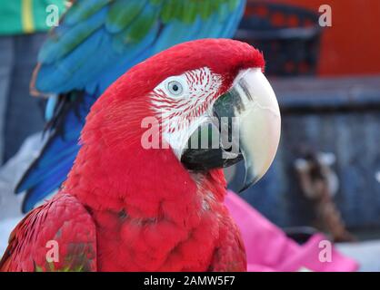 Primo piano di pappagallo scarlatto macaw con il suo caratteristico becco grande Foto Stock