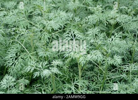 Piante verdi chiare di Wormwood comune Foto Stock