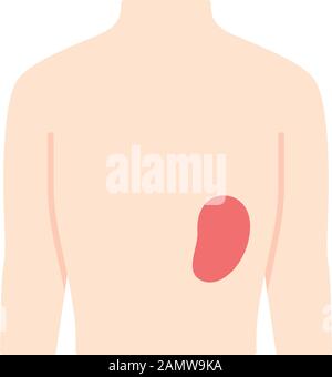 Sano milza piatto design lungo ombra colore icona. Organo umano in buona salute. Sistema linfatico funzionante. Parte interna del corpo in buona forma. In Vendita Illustrazione Vettoriale