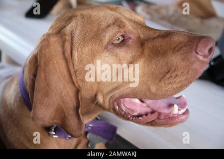 Ritratto di un vizsla cucciolo in classico cromo Foto Stock