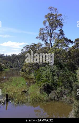 Foresta di eucalipti bushland, visto in Tasmania, Victoria e New South Wales AUSTRALIA Foto Stock