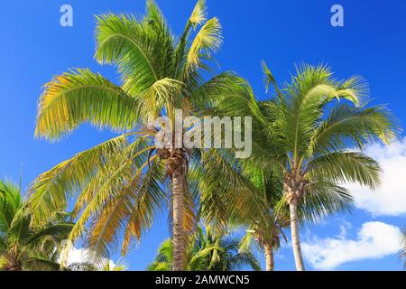 Palme e cielo blu sullo sfondo Foto Stock