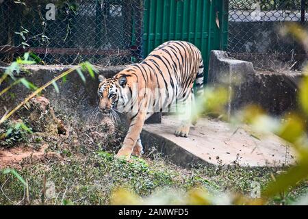 Royal tigre del Bengala il roaming in un zoo Foto Stock