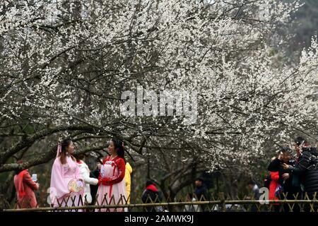 Libo, La Provincia Cinese Di Guizhou. 14th Gen 2020. I turisti possono ammirare i fiori di prugna nella contea di Libo, nella provincia di Guizhou nella Cina sudoccidentale, 14 gennaio 2020. Libo ha recentemente inaugurato una stagione di fiori di prugna e ha attirato migliaia di visitatori in Cina. Credito: Yang Wenbin/Xinhua/Alamy Live News Foto Stock