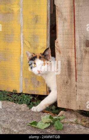 Un timido gatto bianco con calicò pattern di colori, il peering curiosamente fuori di una vecchia porta di legno con occhi indiscreti, Grecia Foto Stock