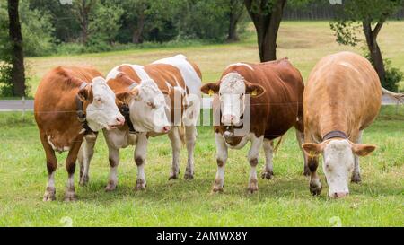 Gruppo di quattro vacche da latte pascolare in un pascolo verde. Due mucche stanno guardando un'altra mangiando erba. Tipica agricoltura bavarese superiore. Animali felici Foto Stock