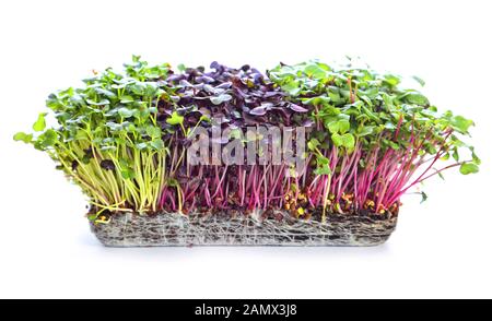 germogli di microgens - alimento sano e fresco Foto Stock