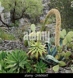 L'agave del collo di Swan attenua la fioritura in giardino di pietra Foto Stock