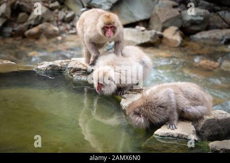 Giapponese scimmie macaco acqua potabile dalla primavera calda nel Jigokudani (significa valle dell'Inferno) snow monkey park, in Nagano Giappone Foto Stock