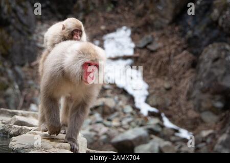 Madre scimmia neve bambino portando la scimmia sulla schiena a piedi lungo la primavera calda nella neve monkey park Nagano Foto Stock