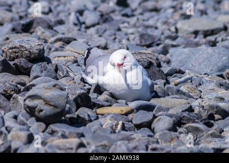 Gabbiano rosso-fatturato, larus scopulinus, guardando askance al fotografo, Capo Palliser, Wairarapa, Isola del Nord, Nuova Zelanda Foto Stock