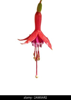 Una chiusura di un unico fiore di hardy fuchsia Margaret Brown contro un puro sfondo bianco Foto Stock