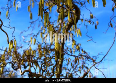 La foto mostra blossoms di willow Foto Stock