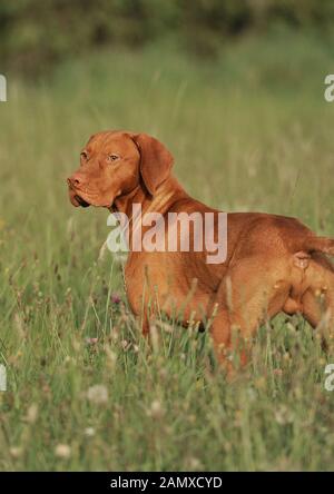 Vizsla ungherese Foto Stock