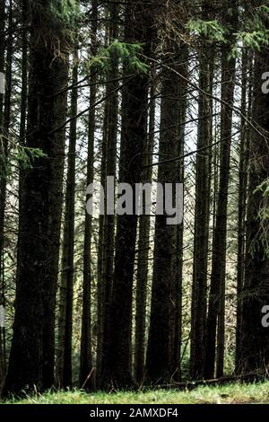 foresta commerciale di pini Foto Stock