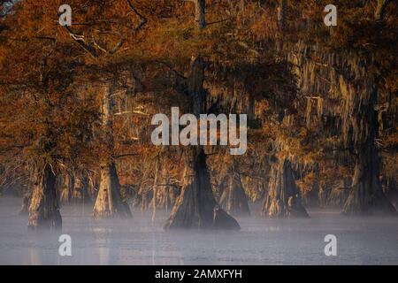 Questa è la foto di sunrise a caddo Lake Texas, Louisiana, Stati Uniti d'America Foto Stock