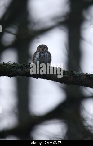 Il Gufo pigmeo (Glaucidium passerinum), Europa Foto Stock