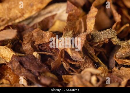 Un mucchio di tessitura di tabacco tagliata di fresco sullo sfondo. Primo Piano Foto Stock