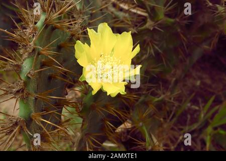 Primo piano particolare del giallo fiore di cactus indiana di Barberia fig ficodindia thorn, pungenti Cactus piante succulente, (Opuntia ficus-indica) nome comune Fani Foto Stock