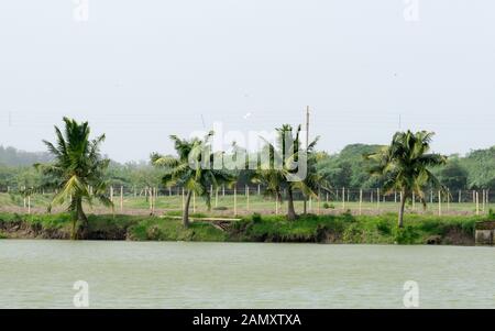 La vista sulle lussureggianti palme di cocco vicino a un lago backwaters su uno sfondo di un blu cielo chiaro nel parco pubblico. Bellissimo luogo tropicale naturale Foto Stock