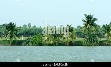 La vista sulle lussureggianti palme di cocco vicino a un lago backwaters su uno sfondo di un blu cielo chiaro nel parco pubblico. Bellissimo luogo tropicale naturale Foto Stock