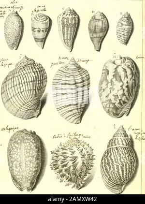 L'histoire naturelle éclaircie dans deux de ses parties principales, la litologie et la conchiliologie : dont l'une traite des pierres et l'autre des coquillages : ouvrage dans lequel on trouve une nouvelle méthode & une notation critique des principaux qui écrot sur matéries : arricchisce de figure dessinées d'après natura . ,KA Foto Stock