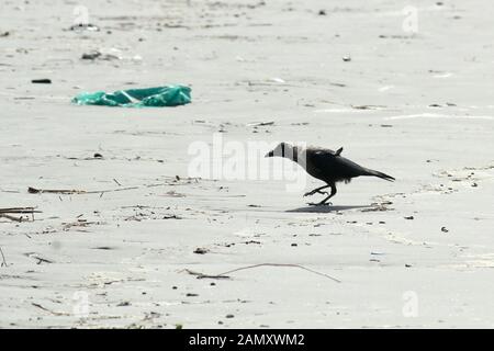 Un uccello corvo di medie dimensioni della casa indiana (famiglia Corvus Corvidae), conosciuto come corvi, corvi, ruscelli o sciacalli avvistati in una spiaggia di mare. Primo piano. Ani Foto Stock