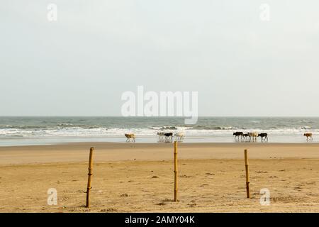 Santo le mucche al pascolo in gruppi trascorrere giorni ensoleillement se stessi nella calda sabbia sul mare di Goa Beach. Oceano Indiano in background. Animali domestici nel selvaggio n Foto Stock