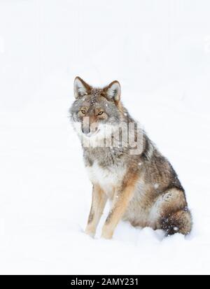 Un lone coyote Canis latrans isolati su sfondo bianco seduta in inverno la neve in Canada Foto Stock