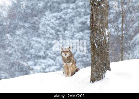 Un lone coyote (Canis latrans) seduto in un nevicate invernali in Canada Foto Stock