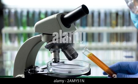 Assistente di laboratorio che versa il liquido arancione nella piastra Petri per effettuare ricerche Foto Stock