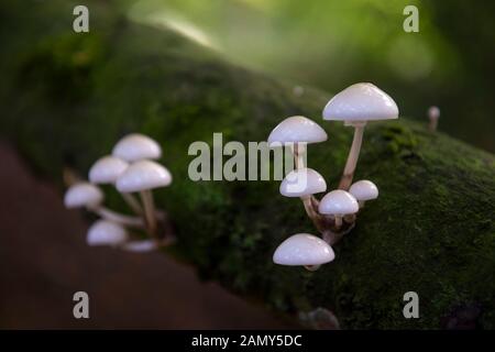 I funghi che crescono in Houghton foresta vicino a Arundel, West Sussex, Regno Unito Foto Stock