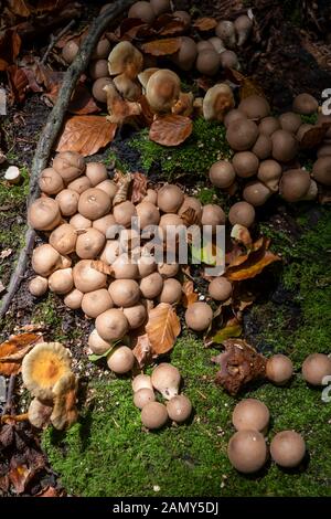 I funghi che crescono in Houghton foresta vicino a Arundel, West Sussex, Regno Unito Foto Stock