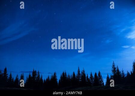 Foresta di pini sotto blu scuro cielo notturno con molte stelle. Sfondo spazio Foto Stock