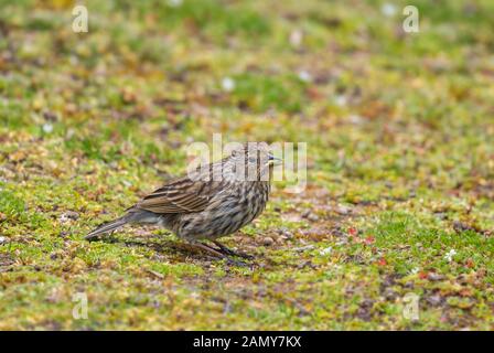 Plumbeous Sierra-finch - Geospizopsis unicolor, piccolo timido appollaia uccello dalle Ande Antisana, Ecuador. Foto Stock