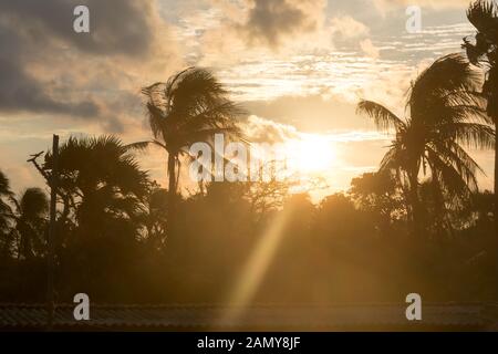 Silhouette coconut Palm tree da dark back lit lucernario sun la luce del sole al tramonto. Atmosferica drammatico sfondo secondo lo stato d'animo. Crepuscolo di notte il time lapse. Ho tropicale Foto Stock