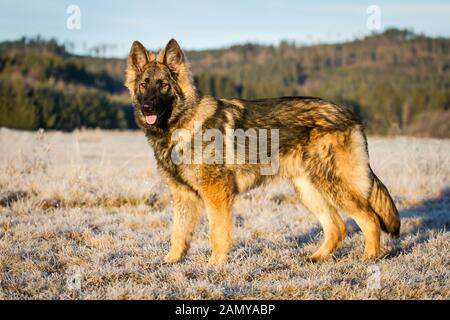 Giovane cane pastore tedesco a pelo lungo (cane alsaziano) in piedi su un prato in una giornata invernale soleggiata Foto Stock