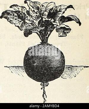 Catalogo di Henderson a metà estate : 1895 . UNA LISTA DI SEMI VEGETALI.. Particolarmente Adatto Per La Semina estiva e Autunnale. NOI MAIL SEEDSand pagare il postage Su tutti i semi in Pacchetti, Once e quarti di sterline acquistati da thisCatalog, •••,,.... I clienti si pregano di aggiungere al prezzo di 8c. Per lb. Al listino prezzi per i semi acquistati in quantità di -J lb. E superiori di una varietà, e al prezzo di catalogo di Peas e Beans aggiungere al tasso di 15c. Per quart, E a Cornat il tasso di ghiaccio. Per quarto, per pagare l'affrancatura. Addebitiamo solo Posadio su Quantità sfusi. Fagioli, Dwarf Green Podded. Kpt Foto Stock